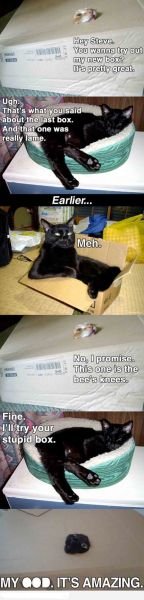 cat copy.jpg