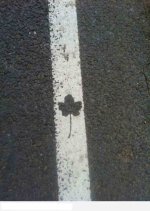 leaf.jpg