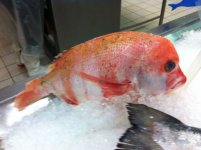 fish.jpg