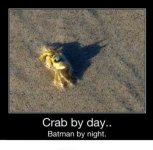 crab1.jpg