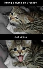 kitting1.jpg