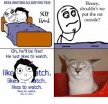 cat11.jpg