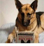 dog2.jpg