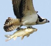 fish eagle.jpg