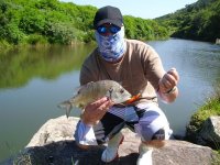 River Bream...JPG
