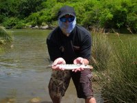 Pick Handle Barracuda.JPG