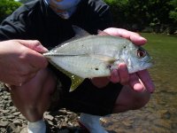 Yellowtail Kingfish...JPG