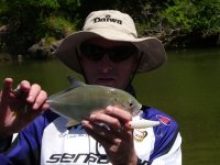 Giant Travalley Kingfish..JPG